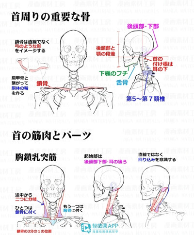 人体教程脖颈