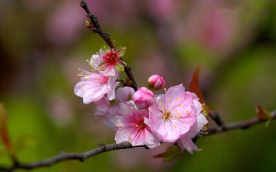 門(mén)徑無(wú)塵有綠苔，東風(fēng)落日舊曾來(lái)。白頭道者今何在，一樹(shù)櫻桃花自開(kāi)。早安