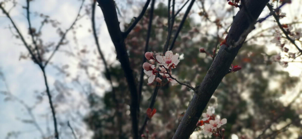 吉安视觉：紫叶李花开惊艳