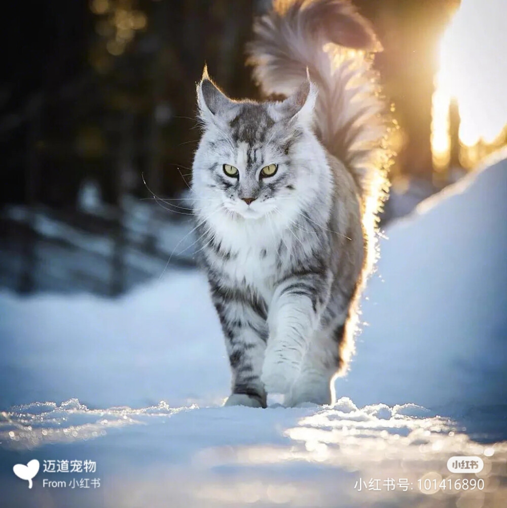 cats