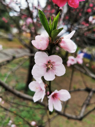 桃花，春天，自然，花朵，美丽，绿叶，花卉