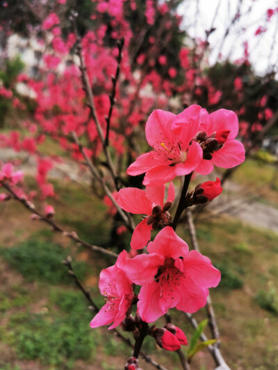 桃花，春天，自然，花朵，美丽，绿叶，花卉