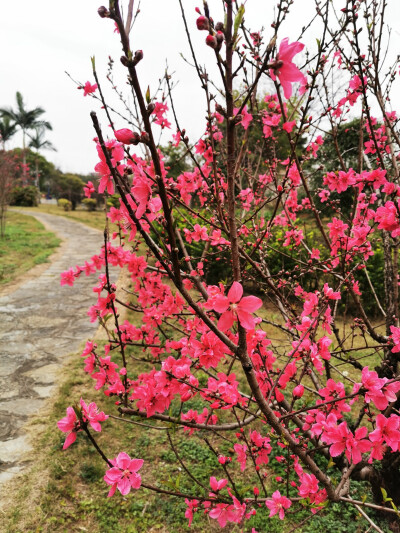 桃花，春天，自然，花朵，美丽，绿叶，花卉