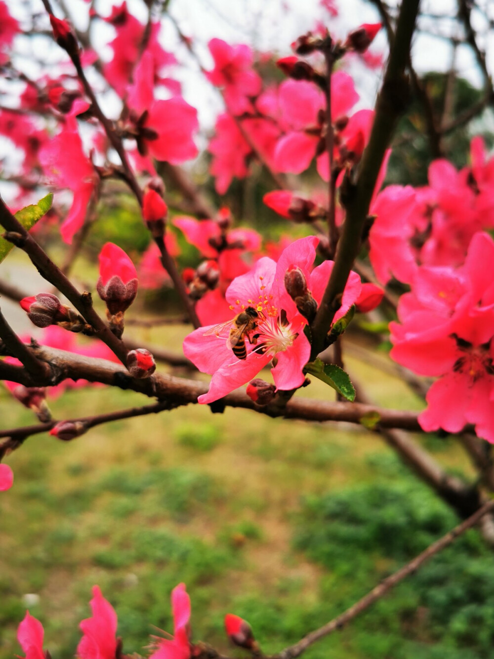 桃花，春天，自然，花朵，美丽，绿叶，花卉