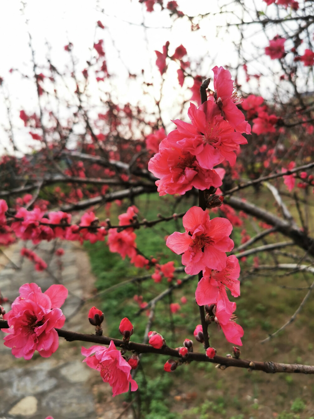 桃花，春天，自然，花朵，美丽，绿叶，花卉