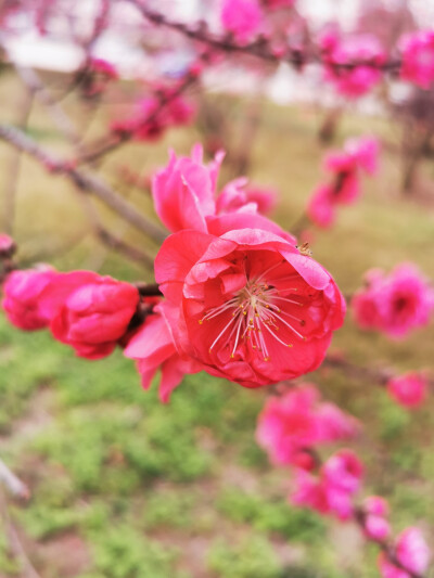 桃花，春天，自然，花朵，美丽，绿叶，花卉