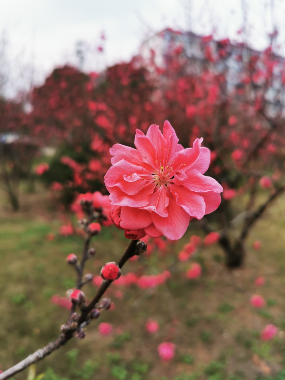 桃花，春天，自然，花朵，美丽，绿叶，花卉