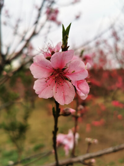 桃花，春天，自然，花朵，美丽，绿叶，花卉