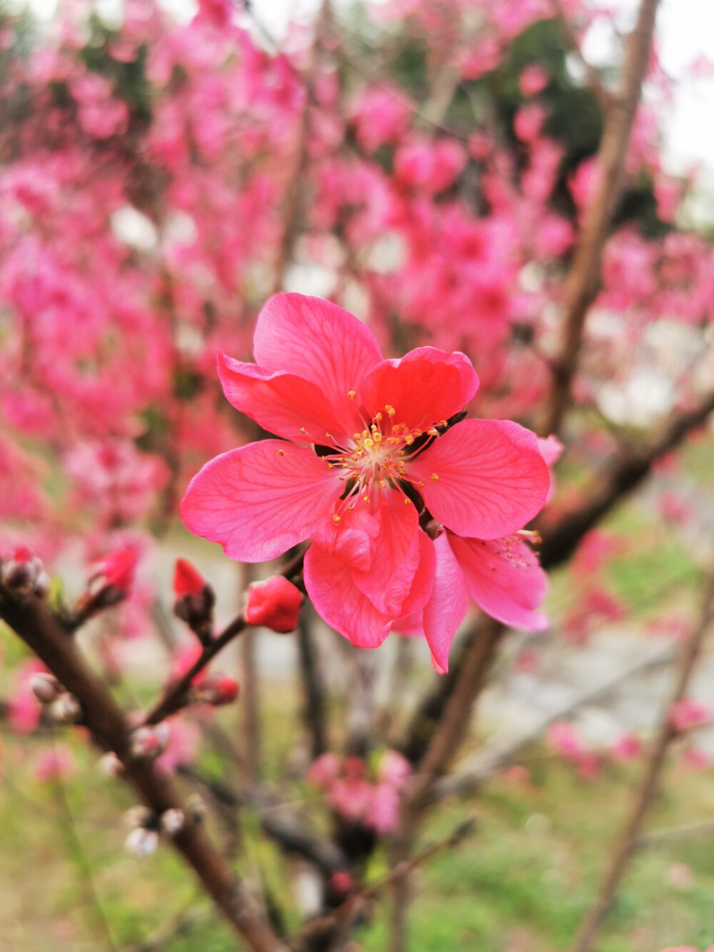 桃花，春天，自然，花朵，美丽，绿叶，花卉