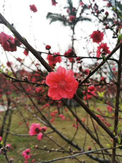 桃花，春天，自然，花朵，美丽，绿叶，花卉