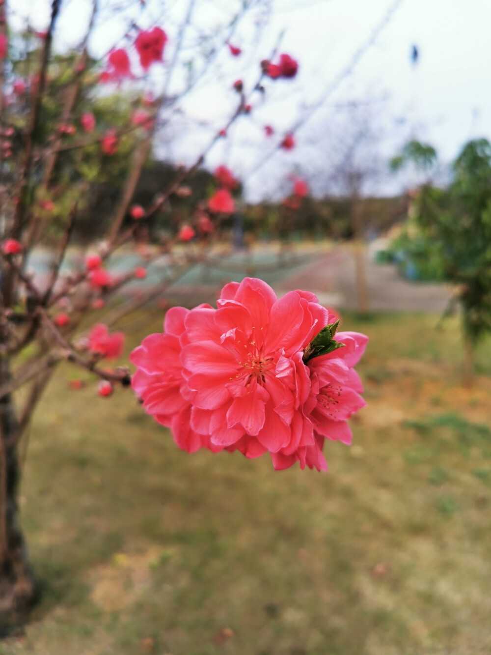 桃花，春天，自然，花朵，美丽，绿叶，花卉