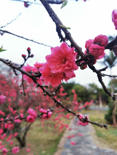 桃花，春天，自然，花朵，美丽，绿叶，花卉