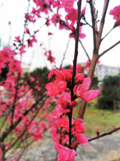 桃花，春天，自然，花朵，美丽，绿叶，花卉