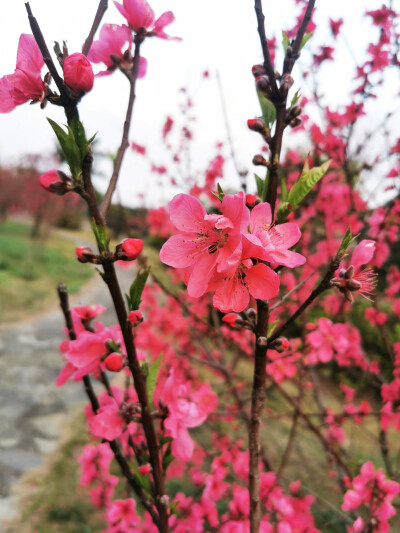 桃花，春天，自然，花朵，美丽，绿叶，花卉