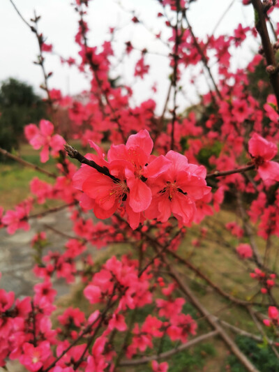 桃花，春天，自然，花朵，美丽，绿叶，花卉