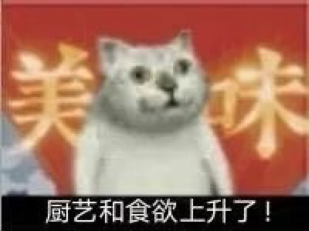 猫表情包