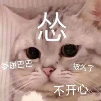 猫表情包