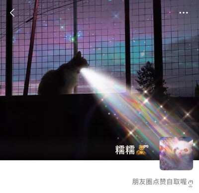 可爱猫咪