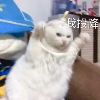 猫狗表情包