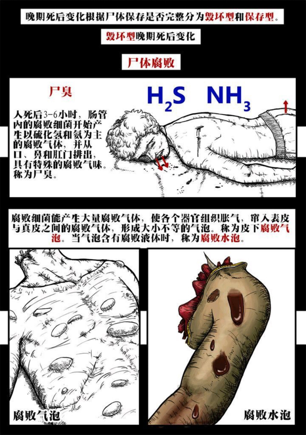 漫画介绍尸体/写法医刑侦类作品必备素材/自用