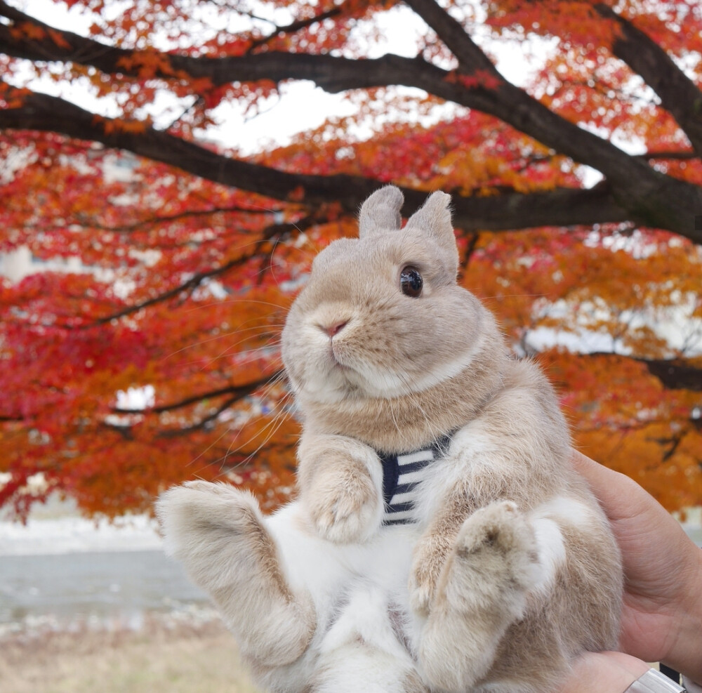 熊太郎【小兔兔】
飼主Ig：kuma.goro