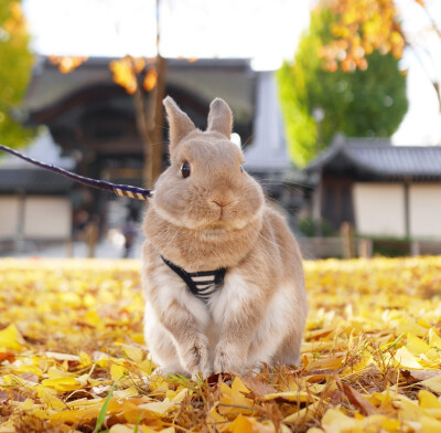 熊太郎【小兔兔】
飼主Ig：kuma.goro