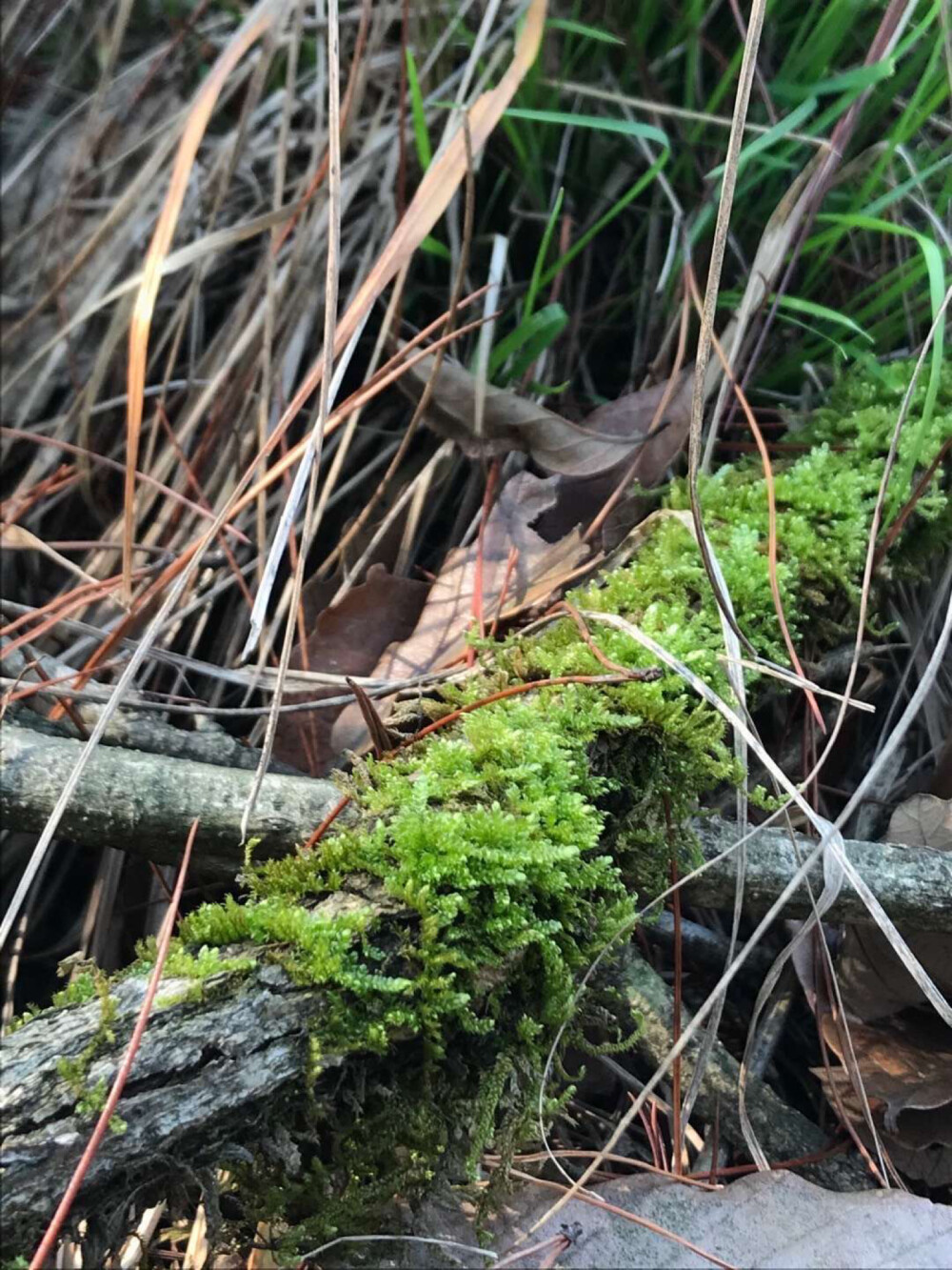 苔藓