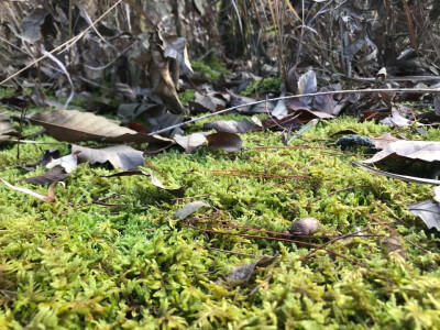 苔藓