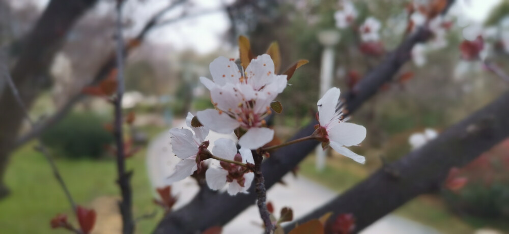 紫叶李花开惊艳