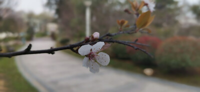 紫叶李花开惊艳