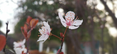 紫叶李花开惊艳