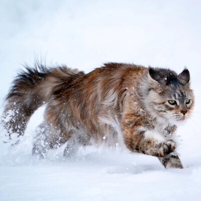 雪地里的缅因猫