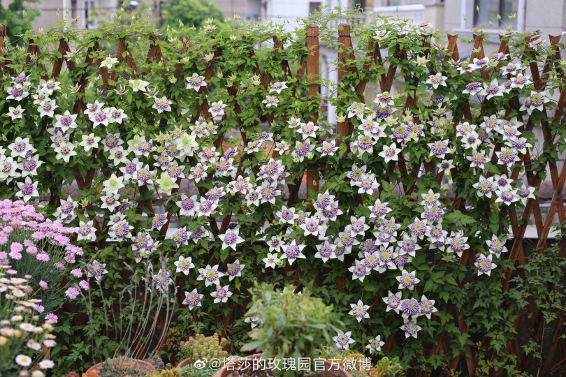 花园庭院院子