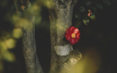 山茶花