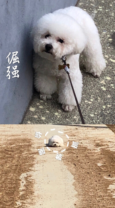 2020 高糊高萌Doris