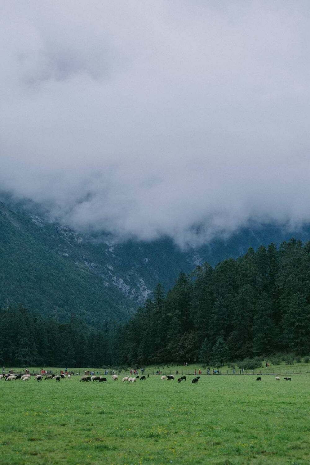 丽江 玉龙雪山云杉坪，来自wxQ朋友