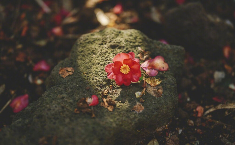 茶花 花的情意