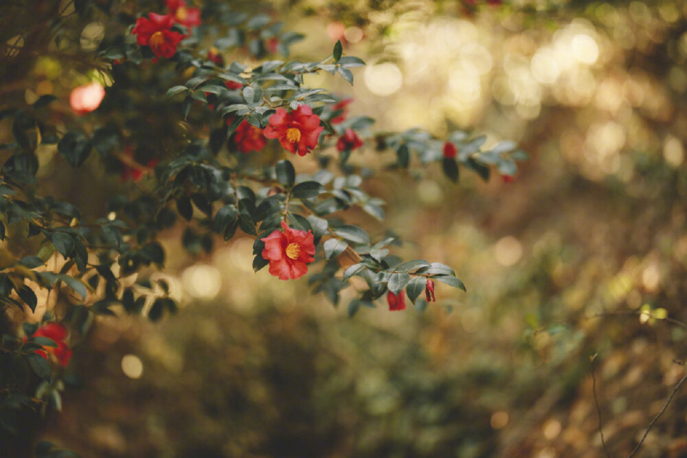 茶花 花的情意