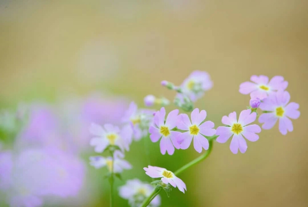 报春花