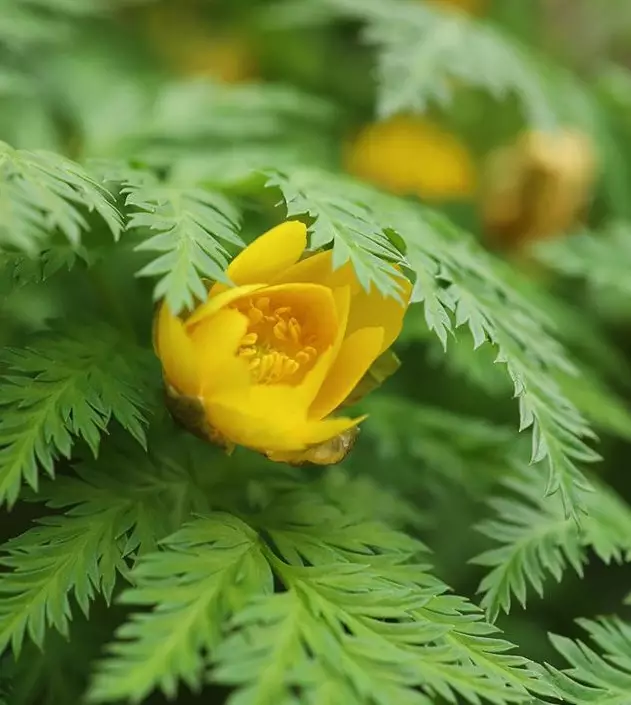 侧金盏花是毛茛科的植物，
常常探雪而放，
所以在当地也叫「冰凌花」或「冰里花」，
也有「林海雪莲」的美称。