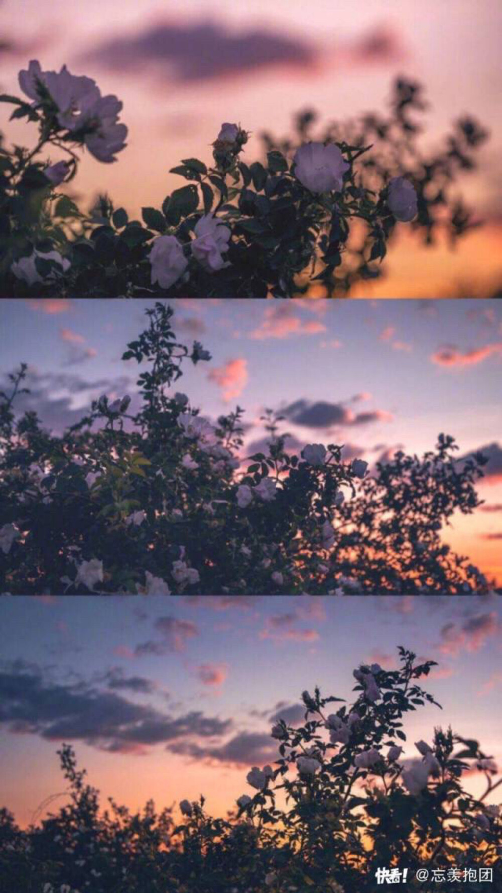 废柴 狐·阿·桔