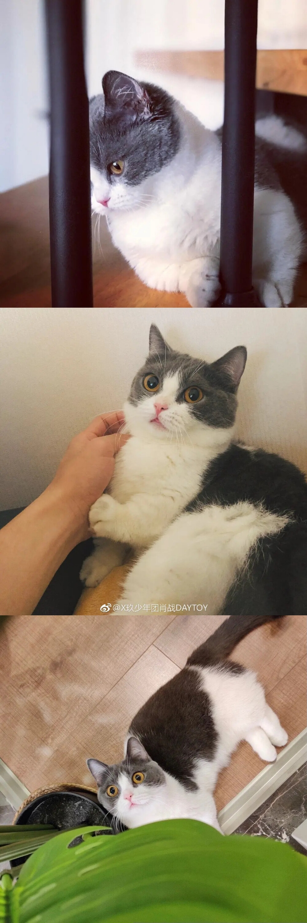 肖战和他的猫