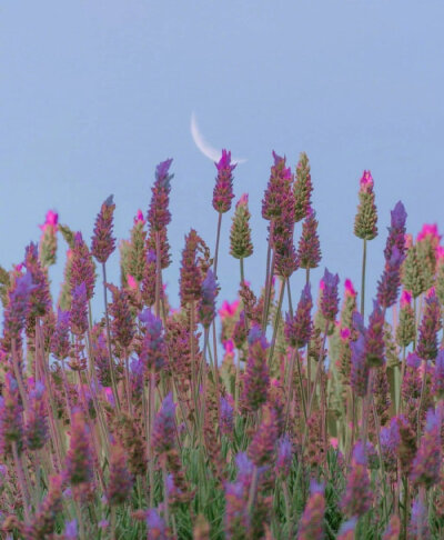 “月遠茶煙升，花前泉聲響。” ​​​​