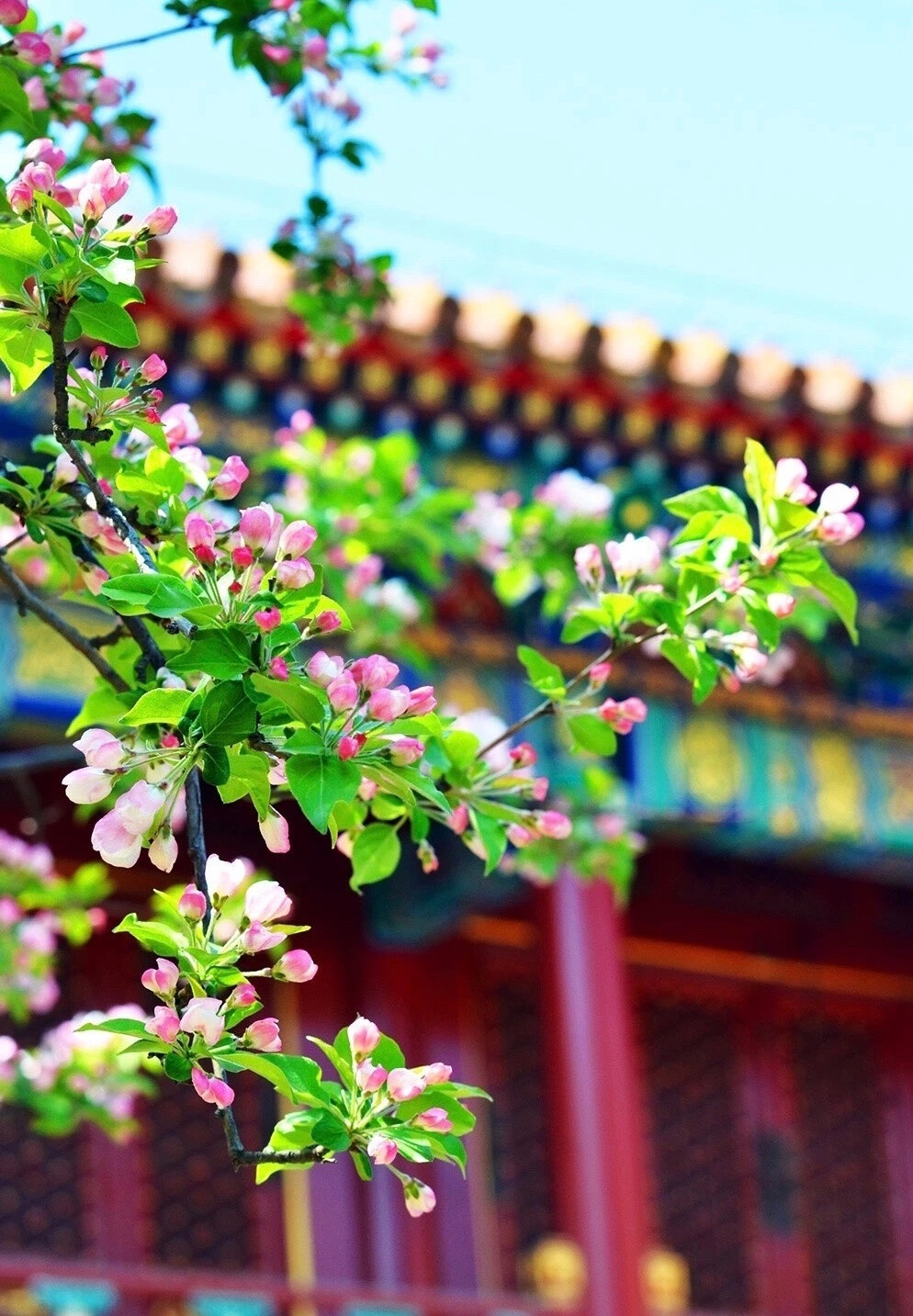 春林花多媚，春阳意多暖，春风复多情，吹我罗裳开