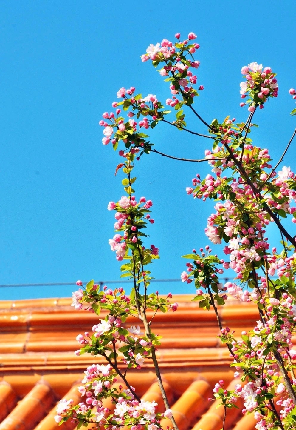 春林花多媚，春阳意多暖，春风复多情，吹我罗裳开