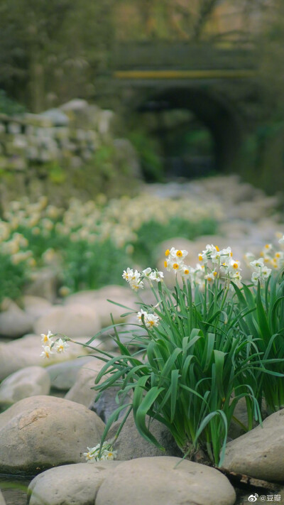 陌上花开，可缓缓归矣。