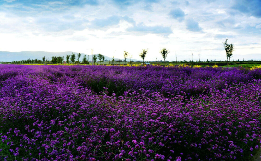 只要有花可开，就不允许生命与黯淡为伴。
花海