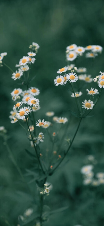 花草树木