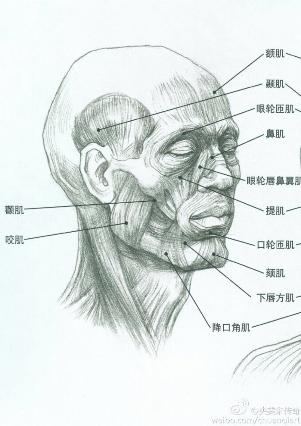 脸部肌肉