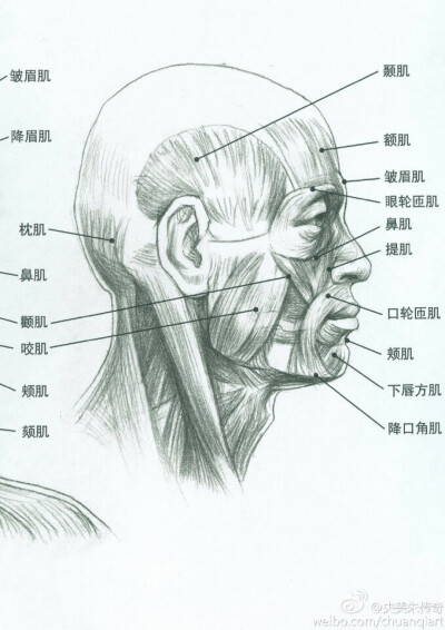 脸部肌肉